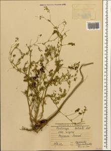 Medicago lessingii Fisch. & C.A.Mey. ex Kar., Кавказ, Дагестан (K2) (Россия)