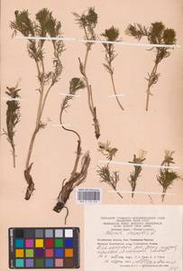 Горицвет весенний, Адонис весенний L., Восточная Европа, Восточный район (E10) (Россия)