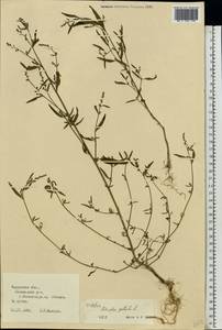 Лебеда раскидистая L., Восточная Европа, Центральный район (E4) (Россия)