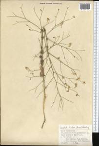 Delphinium barbatum Bunge, Средняя Азия и Казахстан, Памир и Памиро-Алай (M2) (Таджикистан)