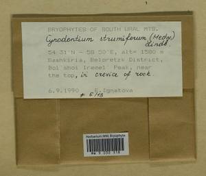 Cynodontium strumiferum (Hedw.) Lindb., Гербарий мохообразных, Мхи - Башкортостан, Челябинская и Оренбургская области (B14) (Россия)