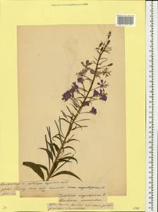 Иван-чай узколистный (L.) Scop., Восточная Европа, Белоруссия (E3a) (Белоруссия)