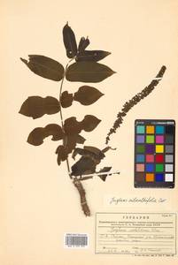 Juglans ailanthifolia Carrière, Сибирь, Дальний Восток (S6) (Россия)