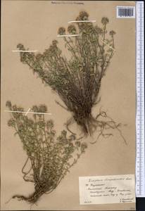 Зизифора пахучковидная Lam., Средняя Азия и Казахстан, Западный Тянь-Шань и Каратау (M3) (Казахстан)