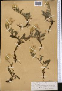 Klasea procumbens (Regel) Holub, Средняя Азия и Казахстан, Северный и Центральный Тянь-Шань (M4) (Казахстан)