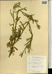 Centaurea eriophora L., Африка (AFR) (Марокко)