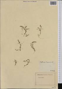 Loeflingia hispanica, Западная Европа (EUR) (Франция)