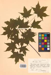 Клен моно, Клен мелколистный (Maxim.) H.Ohashi, Сибирь, Дальний Восток (S6) (Россия)
