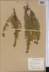 Krascheninnikovia ceratoides subsp. lanata (Pursh) Heklau, Америка (AMER) (Канада)