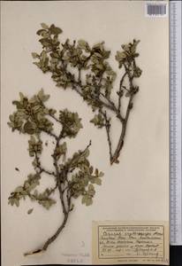 Prunus bifrons Fritsch, Средняя Азия и Казахстан, Западный Тянь-Шань и Каратау (M3) (Узбекистан)