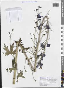 Живокость высокая L., Сибирь, Прибайкалье и Забайкалье (S4) (Россия)