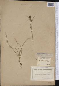 Rhynchospora rugosa (Vahl) Gale, Америка (AMER) (Бразилия)