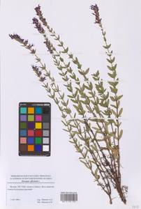 Dracocephalum officinale subsp. officinale, Восточная Европа, Московская область и Москва (E4a) (Россия)