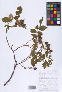 Шиповник бальзамический Besser, Восточная Европа, Ростовская область (E12a) (Россия)