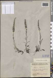 Вероника седая L., Сибирь, Прибайкалье и Забайкалье (S4) (Россия)