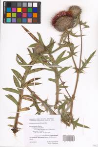 Lophiolepis decussata (Janka) Del Guacchio, Bures, Iamonico & P. Caputo, Восточная Европа, Центральный лесостепной район (E6) (Россия)