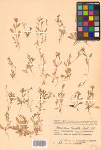 Хориспора нежная, Хориспора тоненькая (Pall.) DC., Восточная Европа, Нижневолжский район (E9) (Россия)