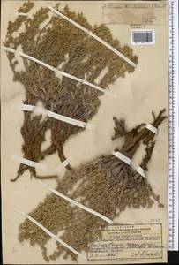 Полынь Кушакевича C. Winkl., Средняя Азия и Казахстан, Памир и Памиро-Алай (M2) (Киргизия)