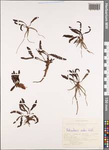 Мытник Эдера Vahl, Сибирь, Алтай и Саяны (S2) (Россия)