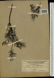 Ива розмаринолистная L., Восточная Европа, Волжско-Камский район (E7) (Россия)