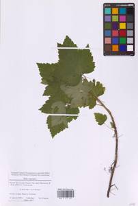 Смородина черная L., Восточная Европа, Московская область и Москва (E4a) (Россия)