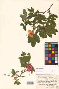 Шиповник майский Herrm., Восточная Европа, Восточный район (E10) (Россия)