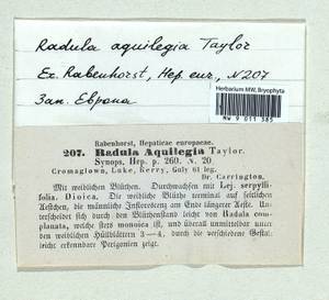 Scapania aequiloba (Schwägr.) Dumort., Гербарий мохообразных, Мхи - Западная Европа (BEu)