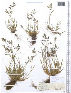 Мятлик однолетний L., Средняя Азия и Казахстан, Северный и Центральный Тянь-Шань (M4) (Казахстан)