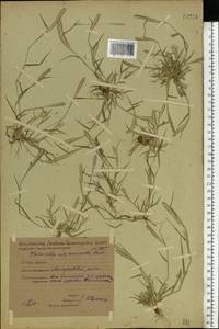 Sporobolus alopecuroides (Piller & Mitterp.) P.M.Peterson, Восточная Европа, Восточный район (E10) (Россия)