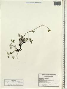 Tongoloa elata H. Wolff, Зарубежная Азия (ASIA) (КНР)