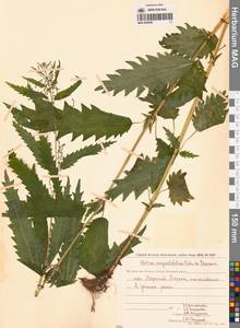 Urtica dioica var. holosericea Fr., Сибирь, Чукотка и Камчатка (S7) (Россия)