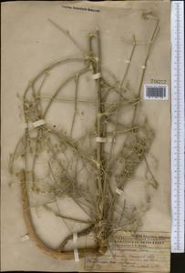 Жабрица пушистоголовая (Pall. ex Spreng.) Schischk., Средняя Азия и Казахстан, Прикаспийский Устюрт и Северное Приаралье (M8) (Казахстан)