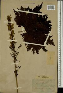 Борец восточный Mill., Кавказ, Краснодарский край и Адыгея (K1a) (Россия)