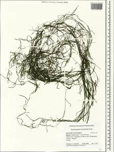 Рдест Берхтольда Fieber, Крым (KRYM) (Россия)