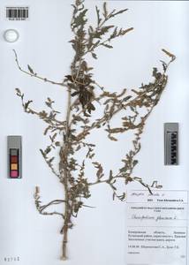 KUZ 003 647, Лебеда раскидистая L., Сибирь, Алтай и Саяны (S2) (Россия)