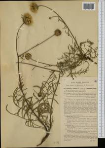 Centaurea arachnoidea subsp. adonidifolia (Rchb.) F. Conti, Moraldo & Ricceri, Западная Европа (EUR) (Италия)