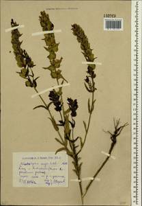 Rhinanthus serotinus var. vernalis (N. W. Zinger) Janch., Сибирь, Западный (Казахстанский) Алтай (S2a) (Казахстан)