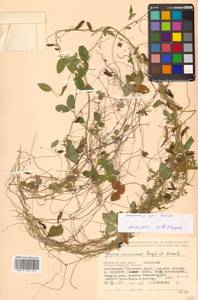 Соя уссурийская (Siebold & Zucc.) H.Ohashi, Сибирь, Дальний Восток (S6) (Россия)