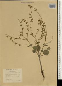 Salvia cyanescens Boiss. & Balansa, Зарубежная Азия (ASIA) (Турция)