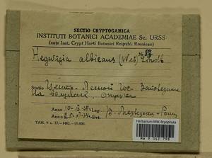 Hedwigia ciliata (Hedw.) Boucher, Гербарий мохообразных, Мхи - Центральное Нечерноземье (B6) (Россия)