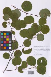 Ирга ольхолистная (Nutt.) Nutt., Восточная Европа, Московская область и Москва (E4a) (Россия)