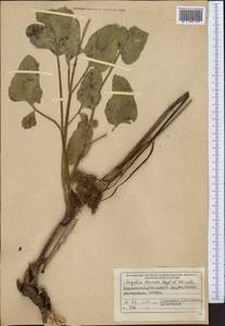 Дудник тройчатый Regel & Schmalh., Средняя Азия и Казахстан, Памир и Памиро-Алай (M2) (Таджикистан)