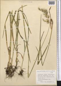 Avenula pubescens (Huds.) Dumort., Средняя Азия и Казахстан, Джунгарский Алатау и Тарбагатай (M5) (Казахстан)