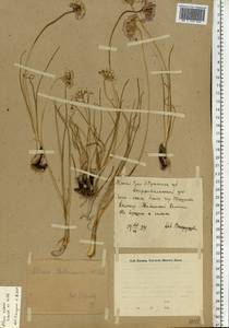 Лук красноватый Spreng., Восточная Европа, Восточный район (E10) (Россия)