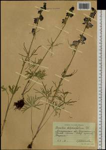 Борец живокостелистный DC., Сибирь, Чукотка и Камчатка (S7) (Россия)