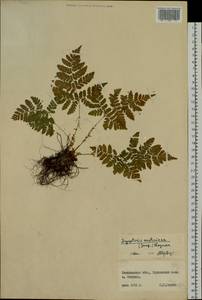 Dryopteris dilatata subsp. dilatata, Сибирь, Дальний Восток (S6) (Россия)