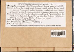 Marsupella emarginata (Ehrh.) Dumort., Гербарий мохообразных, Мхи - Западная Сибирь (включая Алтай) (B15) (Россия)