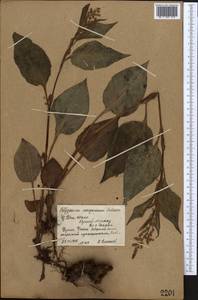 Koenigia songarica (Schrenk) T. M. Schust. & Reveal, Средняя Азия и Казахстан, Северный и Центральный Тянь-Шань (M4) (Киргизия)