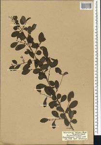 Flueggea virosa (Roxb. ex Willd.) Royle, Африка (AFR) (Мали)