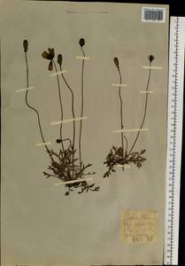 Oreomecon radicatum subsp. radicatum, Сибирь, Западная Сибирь (S1) (Россия)